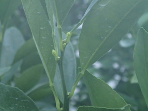 P1150069